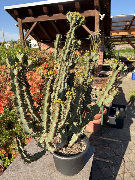 Euphorbia coerulescens